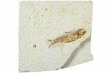 Detailed Fossil Fish (Knightia) - Wyoming #236573-1